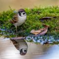 Feldsperling (Passer montanus)