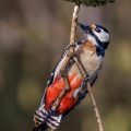 Buntspecht (Dendrocopos major) Männchen