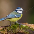 Blaumeise (Cyanistes caeruleus)