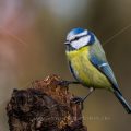 Blaumeise (Cyanistes caeruleus)