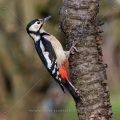 Buntspecht (Dendrocopos major) Weibchen