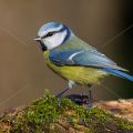 Blaumeise (Cyanistes caeruleus)