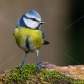 Blaumeise (Cyanistes caeruleus)