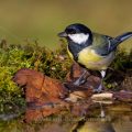 Kohlmeise (parus major)