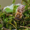 Honigbiene (Apis mellifera) im Januar am Vogelbad