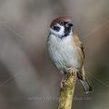 Feldsperling (Passer montanus)