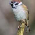 Feldsperling (Passer montanus)