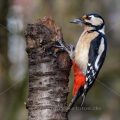 Buntspecht (Dendrocopos major) Weibchen