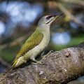 Grauspecht (Picus canus) Männchen