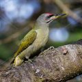 Grauspecht (Picus canus) Männchen