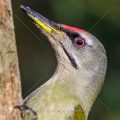 Grauspecht (Picus canus) Männchen