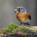 Bergfink (Fringilla montifringilla) Männche