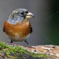 Bergfink (Fringilla montifringilla) Männche