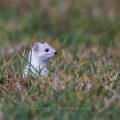 Hermelin (Mustela erminea)