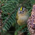 Wintergoldhähnchen (Regulus regulus)