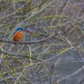 Eisvogel (Alcedo atthis) Männchen