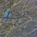 Eisvogel (Alcedo atthis) Männchen