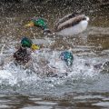 Stockenten (Anas platyrhynchos) Männchen streiten sich