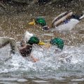 Stockenten (Anas platyrhynchos) Männchen streiten sich