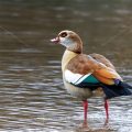 Nilgans (Alopochen aegyptiacus)