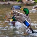 Stockente (Anas platyrhynchos) Männchen