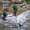 Stockente (Anas platyrhynchos) Männchen