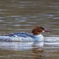 Gänsesäger (Mergus merganser) Weibchen