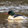 Gänsesäger (Mergus merganser) Männchen