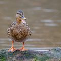 Stockente (Anas platyrhynchos) Weibchen