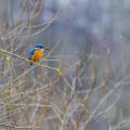 Eisvogel (Alcedo atthis) Männchen