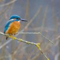 Eisvogel (Alcedo atthis) Männchen