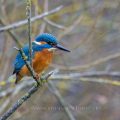 Eisvogel (Alcedo atthis) Männchen