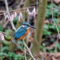 Eisvogel (Alcedo atthis) Männchen