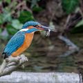 Eisvogel (Alcedo atthis) Männchen