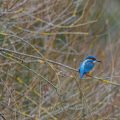 Eisvogel (Alcedo atthis) Männchen