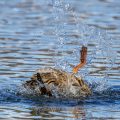 Stockente (Anas platyrhynchos) Weibchen badet