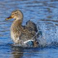 Stockente (Anas platyrhynchos) Weibchen badet