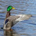 Stockente (Anas platyrhynchos) Männchen