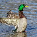 Stockente (Anas platyrhynchos) Männchen