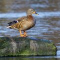 Stockente (Anas platyrhynchos) Weibchen