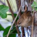 Zaunkönig (Troglodytes troglodytes)