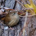 Zaunkönig (Troglodytes troglodytes)