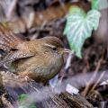 Zaunkönig (Troglodytes troglodytes)