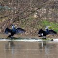 Kormoran (Phalacrocorax carbo)