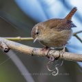 Zaunkönig (Troglodytes troglodytes)