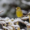 Grünfink (Carduelis chloris)