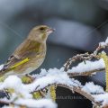 Grünfink (Carduelis chloris)