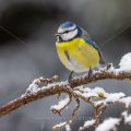 Blaumeise (Cyanistes caeruleus)