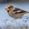 Kernbeißer (Coccothraustes coccothraustes)