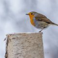 Rotkehlchen (Erithacus rubecula)